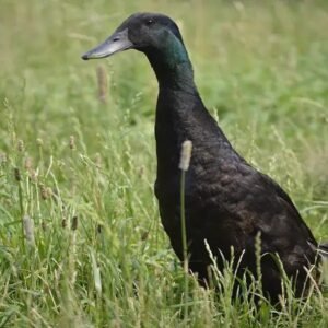 Black Runner Ducklings