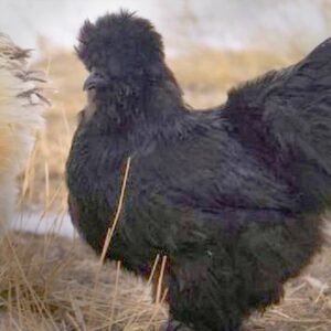 Black Silkie Bantam Chicks for Sale: Striking Beauty