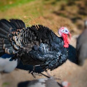 Black Spanish Turkey Poults for Sale: Rare Beauty!