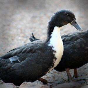 Black Swedish Ducklings for Sale - Striking Beauty!