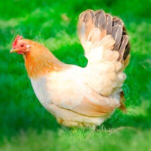 Black Tailed Buff Japanese Bantams for Sale
