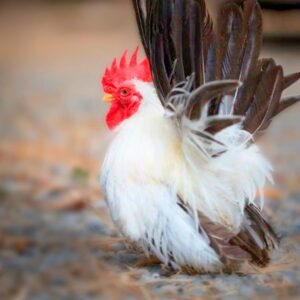 Black Tailed White Japanese Bantam Chicks for Sale