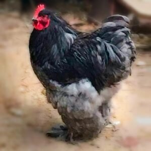 Blue Cochin Chicks for Sale