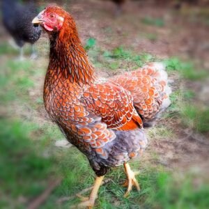 Blue Laced Red Wyandotte Chicks for Sale