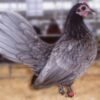 Blue Old English Bantam Chickens for Sale