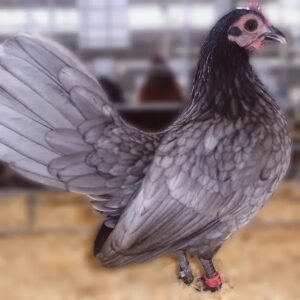 Blue Old English Bantam Chickens for Sale