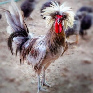 Blue Polish Chicks for Sale : Crested Beauties