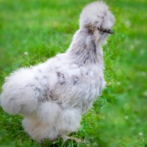 Blue Silkie Bantam Chicks for Sale: Rare Elegance!