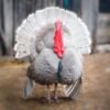 Blue Slate Turkey Poults for Sale: Unique Hue!