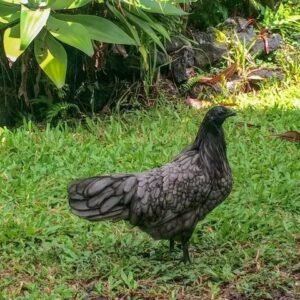 Blue Sumatra Chicks for Sale