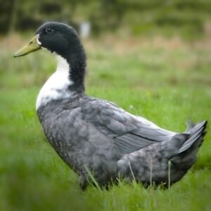 Blue Swedish Ducklings for Sale - Unique Color!