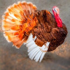 Bourbon Red Turkey Poults for Sale: Rich Flavor!