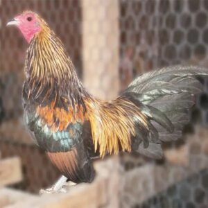 Brassy Back Old English Chicks