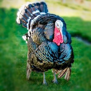Broad Breasted Bronze Turkey Poults for Sale !