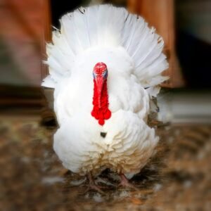 Broad Breasted White Turkey Poults for sale ! Meaty & Plump!