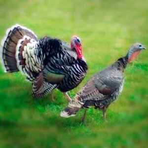 Bronze Heritage Standard Turkey Poults for sale