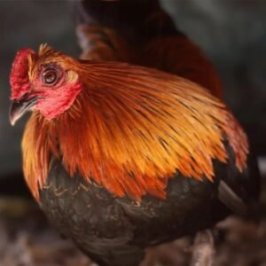 Brown Red Old English Bantam Chicks For Sale