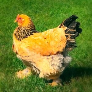 Buff Brahma Chicks for Sale -Gentle Giants