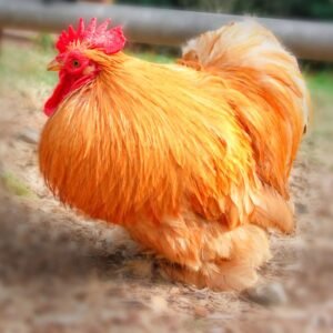 Buff Cochin Bantam Chicks for Sale - Perfect for Families!