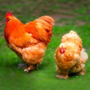 Buff Cochin Chicks for Sale