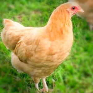 Buff Orpington Bantam Chicks for Sale