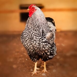 Buy Black Laced Silver Wyandotte Chicks