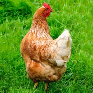 Buy Cinnamon Queen Chicks Online