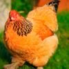 Buff Brahma Bantams Chicks