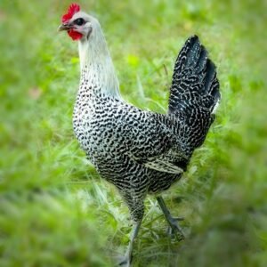 Buy Egyptian Fayoumis Chicks