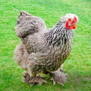 Buy Gentle Dark Brahma Chicks