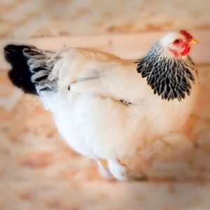 Buy Light Brahma Chicks