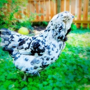 Buy Now: Exquisite Splash Ameraucana Chicks