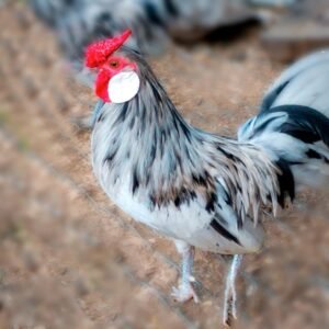 Unique Splash Rosecomb Bantam Chicks!