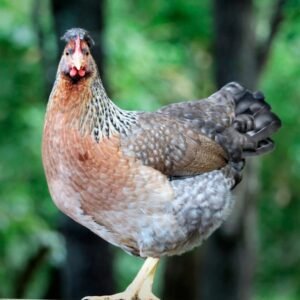 Buy Olive Egger Chicks Now - Unique Eggs
