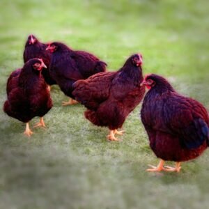 Rhode Island Red Chicks
