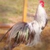 Buy Silver Duckwing Phoenix Chicks