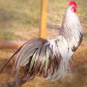 Buy Silver Duckwing Phoenix Chicks