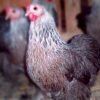 Buy Silver Penciled Cochin Bantam Chicks - Fluffy Friends!