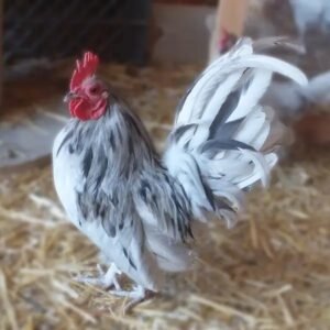 Buy Splash Old English Bantam Chicks - Add Color to Your Coop!