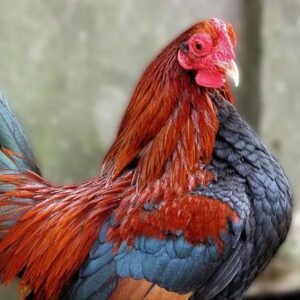 Black Breasted Red Old English Bantam Chicks