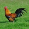 Buy Wheaten Old English Bantam Baby Chicks