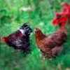 Charming Partridge Cochin Bantams for Sale