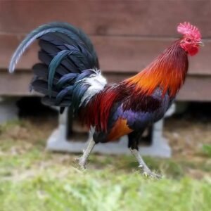 Chicks for Sale - Black Breasted Red Jungle Fowl Old English