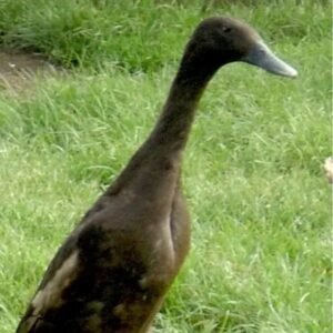 Chocolate Runner Ducklings