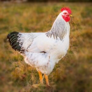 Columbian Rock Standard Chicks for Sale