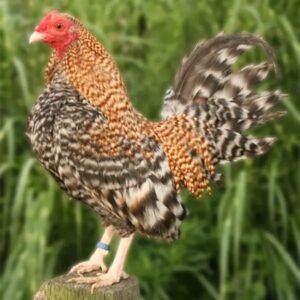 Crele Old English Bantam Chicks for Sale