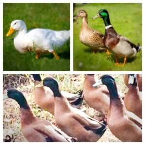 Duckling Special for Sale - Mystery Flock Fun!