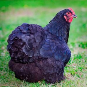 Elegant Black Cochin Bantams for Sale - Order Today!