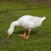 Embden Goslings
