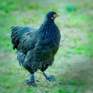 French Black Marans Chicks for Sale - Limited Stock!